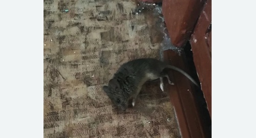Дезинфекция от мышей в Западном Дегунино города Москвы